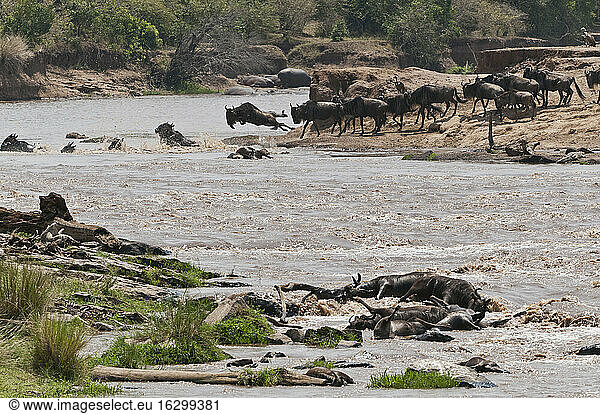 Africa  Kenya  Maasai Mara National Reserve  Blue or Common Wildebeest (Connochaetes taurinus)  during migration  wildebeest crossing the Mara River  many dead wildebeest at front