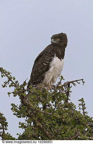 Africa  Kenya  Maasai Mara National Reserve  Martial Eagle (Polemaetus bellicosus) sitting on a tree