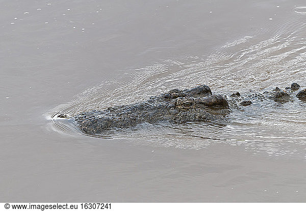 Africa  Kenya  Maasai Mara National Reserve  Nile Crocodile or Common Crocodile (Crocodylus niloticus) in Mara River