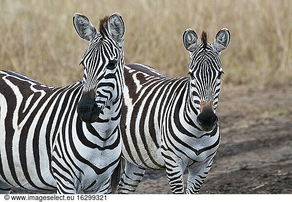 Africa  Kenya  Maasai Mara National Reserve  Two Plains zebras (Equus quagga)  portraits