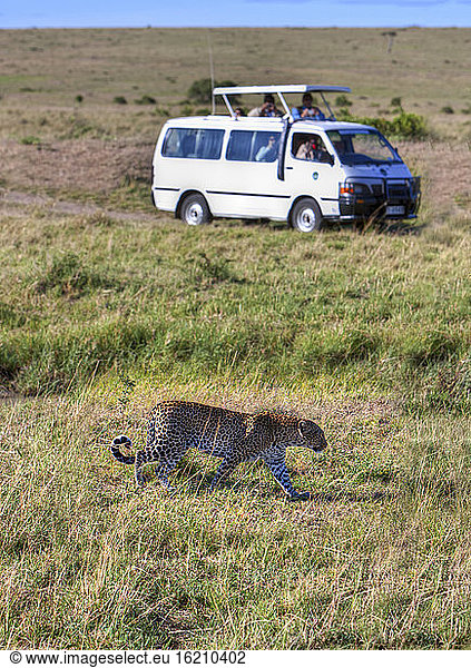 Africa Kenya  View of Leopard attracts Safari over Masai Mara National Park