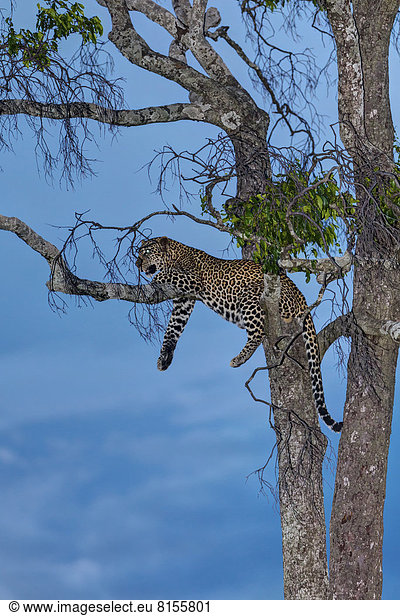 Africa  Kenya  View of Leopard resting on tree at Masai Mara National Park