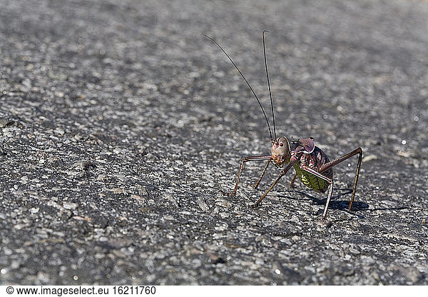 Africa  Namibia  Armored Cricket (Tettigoniidae)  close-up