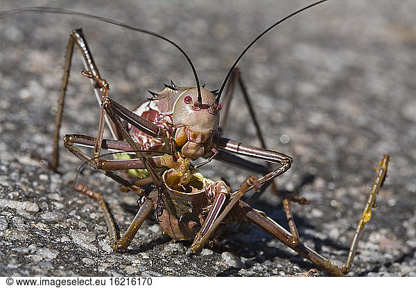 Africa  Namibia  Armored Cricket (Tettigoniidae)  close-up