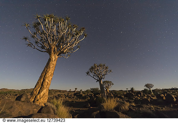 Africa  Namibia  Keetmanshoop  Quiver Tree Forest and starry sky at night