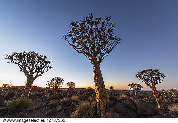 Africa  Namibia  Keetmanshoop  Quiver Tree Forest at dawn