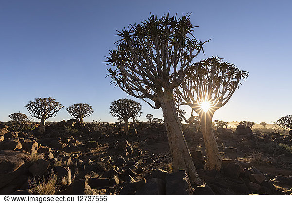 Africa  Namibia  Keetmanshoop  Quiver Tree Forest at sunrise