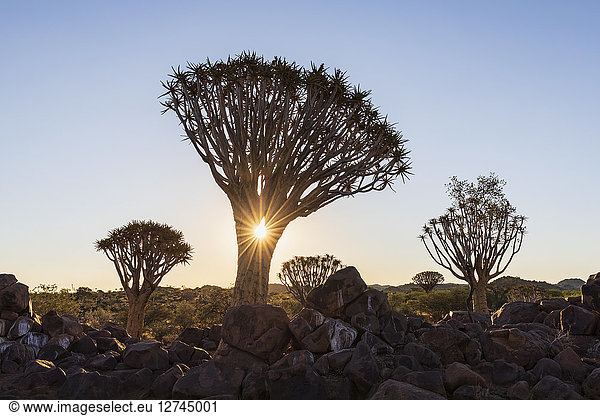 Africa  Namibia  Keetmanshoop  Quiver Tree Forest at sunset