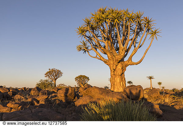 Africa  Namibia  Keetmanshoop  Quiver Tree Forest in the evening light
