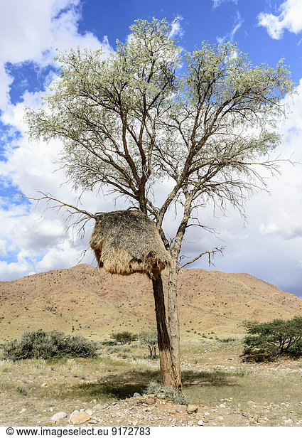 Africa Namibia Namib-Naukluft Area Tree with community nest of weaver birds