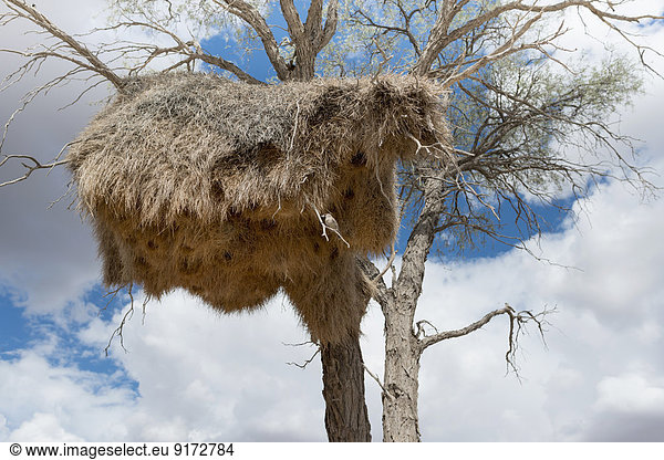 Africa  Namibia  Namib-Naukluft Area  Tree with community nest of weaver birds