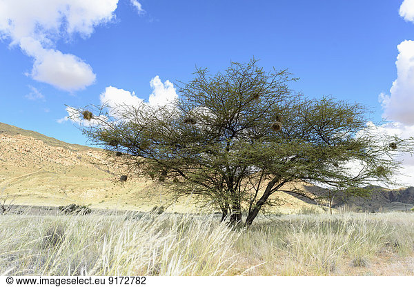 Africa  Namibia  Namib-Naukluft Area  Tree with nests of weaver birds