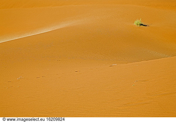 Africa  Namibia  Sossusvlei  Sand dunes  Desert plant