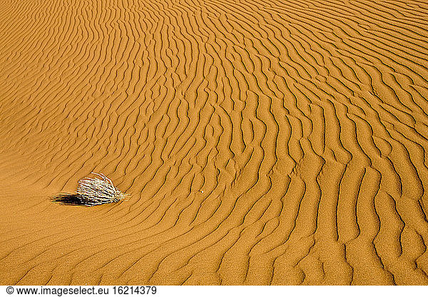 Africa  Namibia  Sossuvlei  Desert  Sand dunes