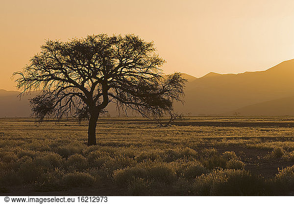 Africa  Namibia  Tsauchab River  Landscape at sunset