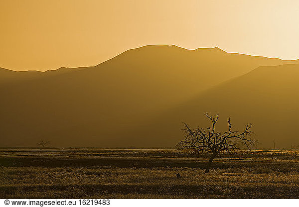 Africa  Namibia  Tsauchab River  Landscape at sunset