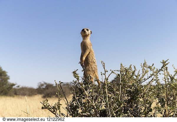 Africa  Southern Africa  South African Republic  Kalahari Desert  Meerkat or suricate (Suricata suricatta)  adult  sentinel perched on a tree.