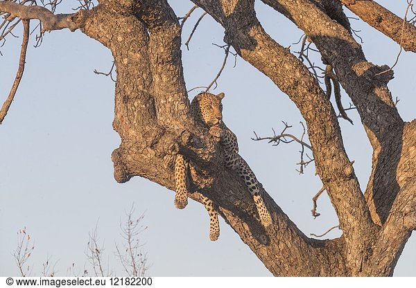 Africa  Southern Africa  South African Republic  Kalahari Desert  savannah  African Leopard (Panthera pardus pardus)  climbing in a tree where he put a prey.