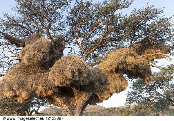 Africa Southern Africa South African Republic Kalahari Desert Sociable weaver (Philetairus socius) collective nest gathering hundreds of birds.