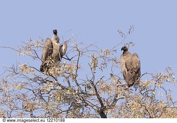 Africa  Southern Africa  South African Republic  Mala Mala game reserve  savannah  White-backed vulture (Gyps africanus).