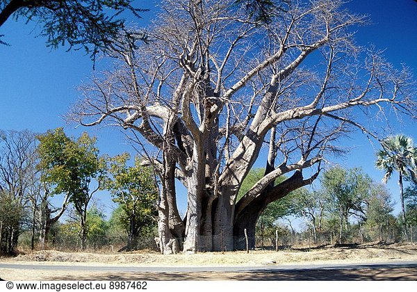 Africa. Zimbabwe. Baobab Tree.