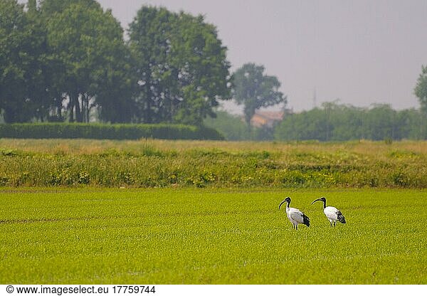 African african sacred ibis (Threskiornis aethiopicus)  introduced species  two adults  foraging in a rice field  northern Italy