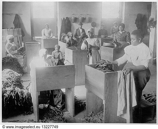 African  Americans  mostly women  sorting tobacco at the T.C. Williams & Co.  tobacco  Richmond  Virginia. New Orleans.