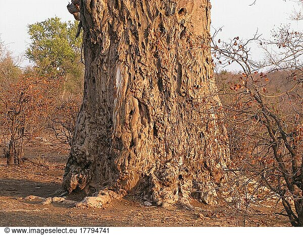 African baobab (Adansonia digitata)  mallow family (Bombacaceae)  Baobab trunk  damaged by African elephant (Loxodonta africana) foraging for moisture in fibrous trunk  Kruger  South Africa  damaged by elephant  Africa