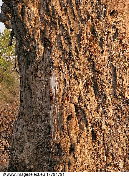 African baobab (Adansonia digitata)  mallow family (Bombacaceae)  Baobab trunk  damaged by African elephant (Loxodonta africana) foraging for moisture in fibrous trunk  Kruger  South Africa  damaged by elephant  Africa