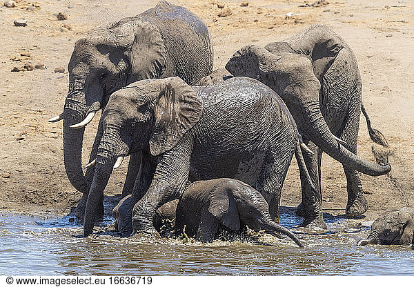 African Bush Elephant (Loxodonta africana)  a herd taking a bath  Mpumalanga  South Africa