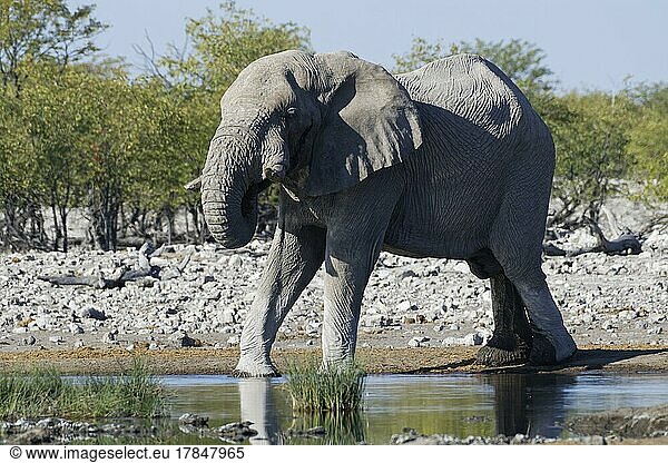 African bush elephant (Loxodonta africana)  adult male  drinking at waterhole  Etosha National Park  Namibia  Africa