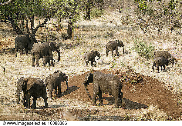 African bush elephant (Loxodonta africana africana) and Cape buffalo (Syncerus caffer)  Kruger National park  South Africa