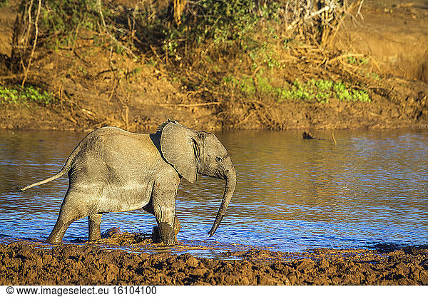 African bush elephant (Loxodonta africana africana) young at the water's edge  Kruger National Park  South Africa