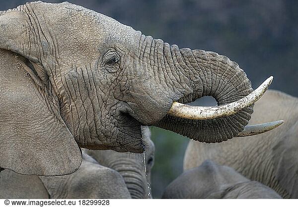 African bush elephant (Loxodonta africana) drinking. Karoo  Western Cape. South Africa