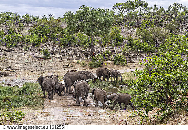 African bush elephant (Loxodonta africana) herd drinking in water hole in Kruger National park  South Africa