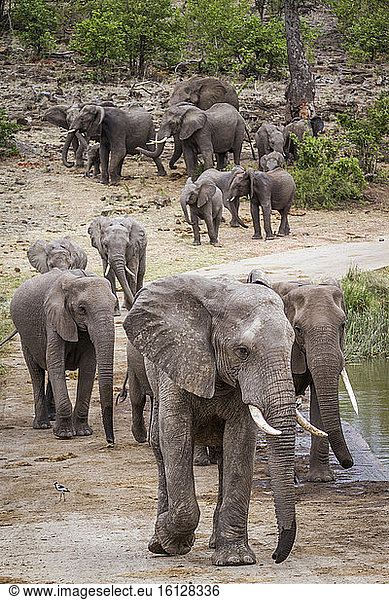 African bush elephant (Loxodonta africana) herd walking front view in Kruger National park  South Africa