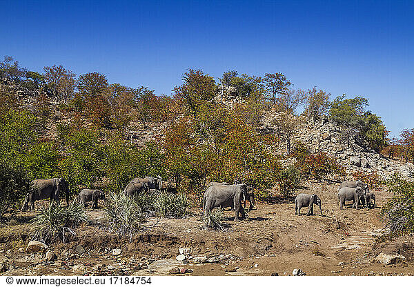 African bush elephant (Loxodonta africana) herd walking in boulder scenery in Kruger National park South Africa