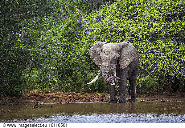 African bush elephant (Loxodonta africana) in Kruger National park  South Africa.