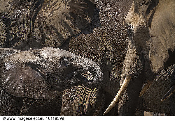 African bush elephant (Loxodonta africana) in Kruger National park  South Africa