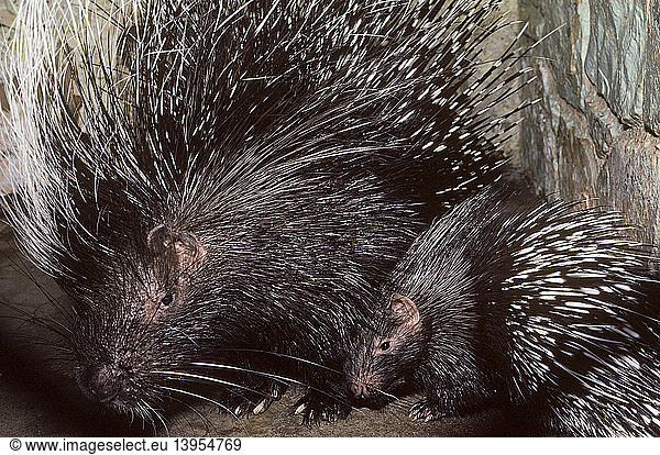 African Crested Porcupine mother and young