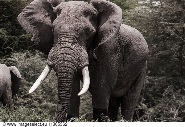 African elephant in the plains of Masai Mara  southern Kenya
