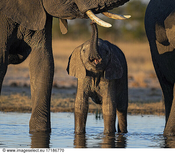 African Elephant (Laxodonta africana)  calf touching female?s tusk  Hwange National Park  Zimbabwe  July