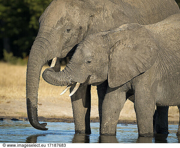 African Elephant (Laxodonta africana)  two females at waterhole  Hwange National Park  Zimbabwe  July