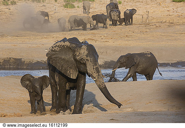 African Elephant (Loxodonta africana) at water hole  Hwange National Park  Zimbabwe