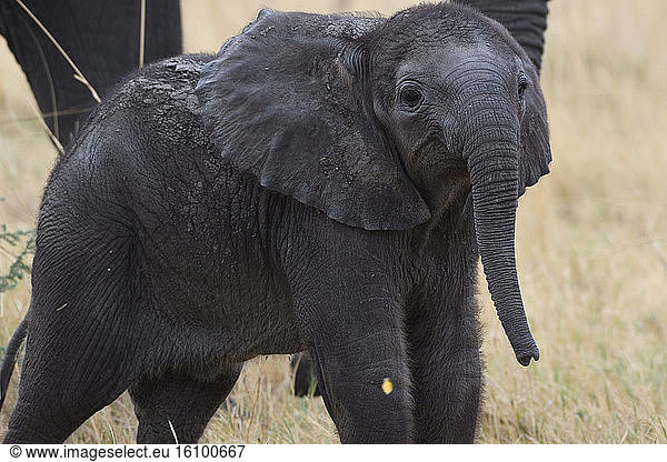 African elephant (Loxodonta africana) baby  Botswana