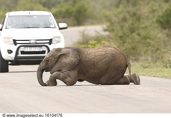 African elephant (Loxodonta africana) baby elephant lying down on the road  Kruger NP  South Africa