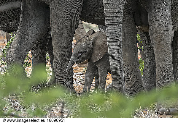 African elephant (Loxodonta africana) baby Elephant protect himself between two elephants? legs  South Africa