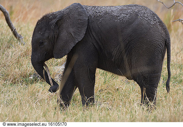 African elephant (Loxodonta africana) baby playing with a branch  Botswana