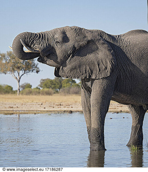 African Elephant (Loxodonta africana)  bull drinking at waterhole  Hwange National Park  Zimbabwe  July