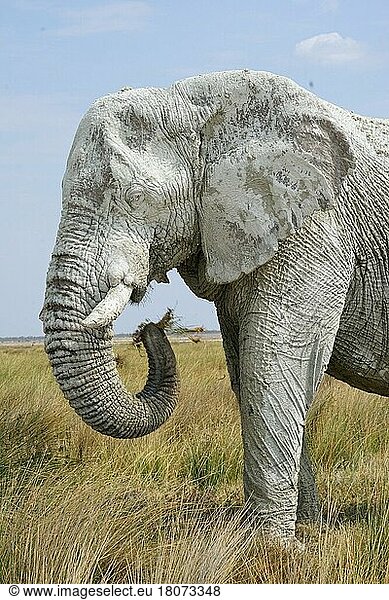 African elephant (Loxodonta africana)  covered in white mud  Etosha National Park  Republic of Namibia